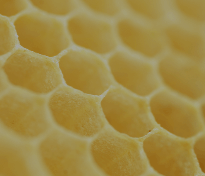 Join Hiveminds: Revolutionizing Dairy Together